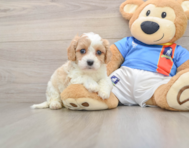 5 week old Cavachon Puppy For Sale - Puppy Love PR