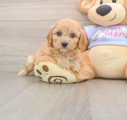 5 week old Cavachon Puppy For Sale - Puppy Love PR
