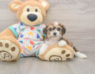 7 week old Cavachon Puppy For Sale - Puppy Love PR