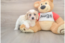 Petite Cavachon Designer Pup