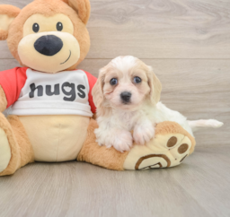 5 week old Cavachon Puppy For Sale - Puppy Love PR
