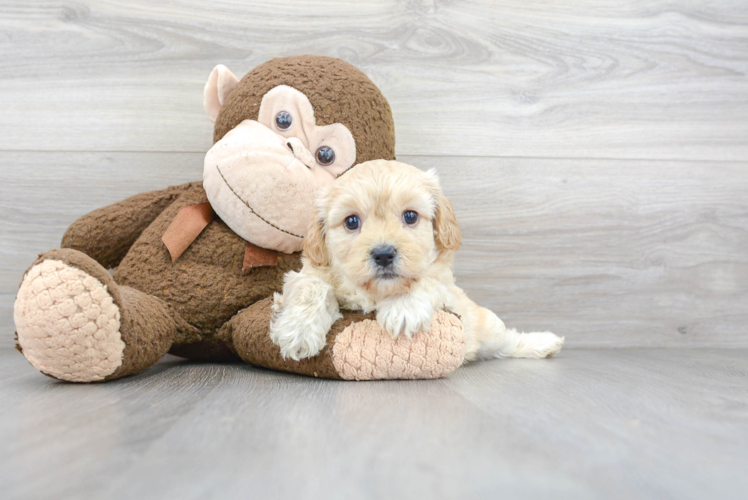Meet Sherry - our Cavachon Puppy Photo 1/3 - Puppy Love PR Cavachon Puppy for Adoption