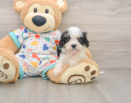 5 week old Cavachon Puppy For Sale - Puppy Love PR