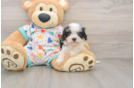 Best Cavachon Baby