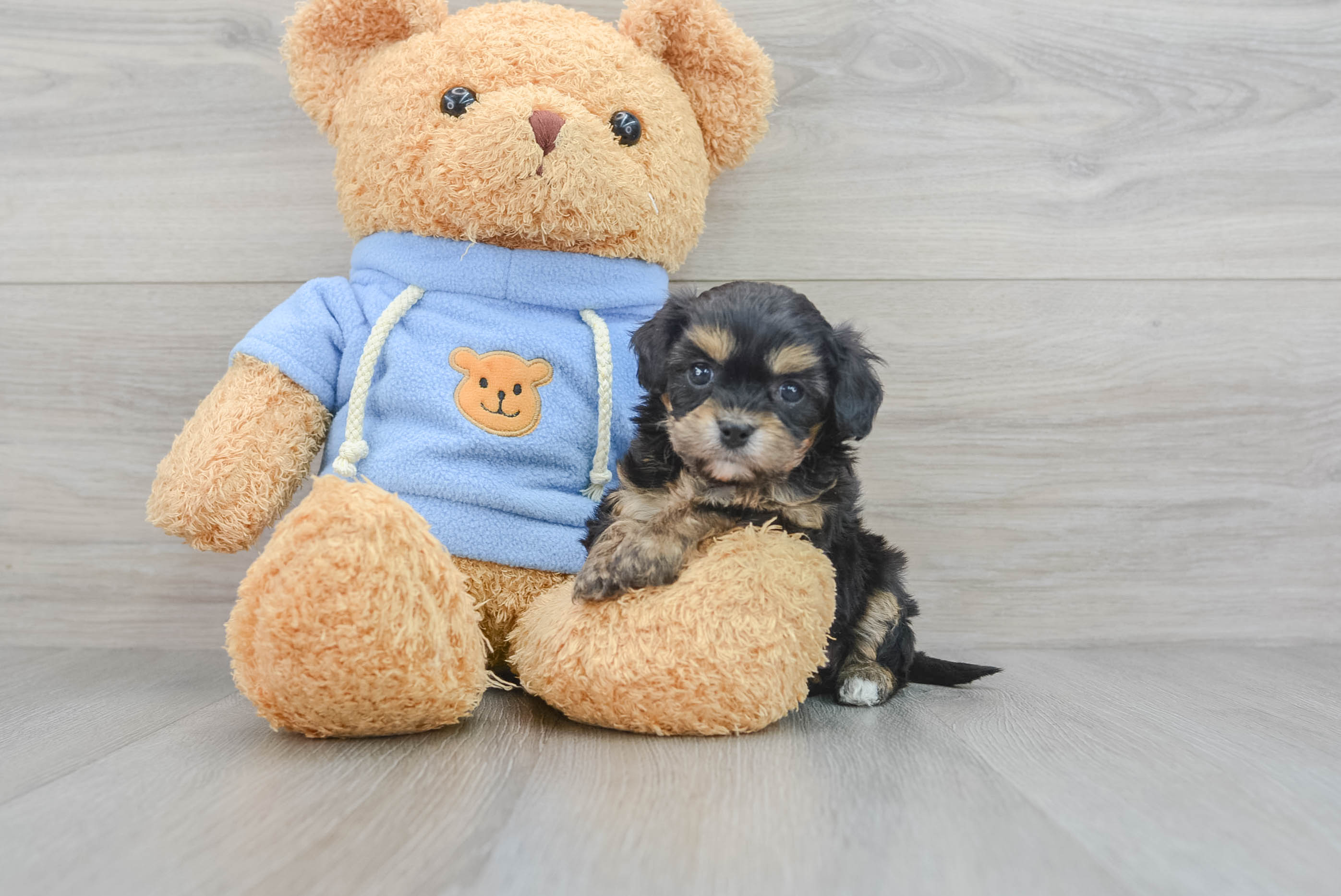 Cavachon clearance teddy bear