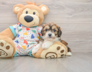 6 week old Cavachon Puppy For Sale - Puppy Love PR