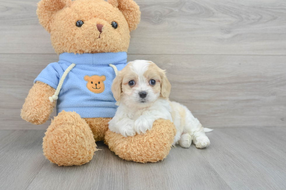 8 week old Cavachon Puppy For Sale - Puppy Love PR