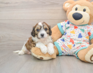 6 week old Cavachon Puppy For Sale - Puppy Love PR