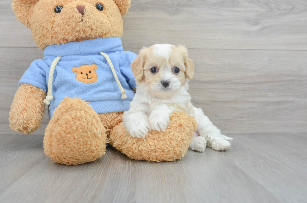 8 week old Cavachon Puppy For Sale - Puppy Love PR