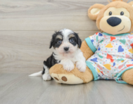 5 week old Cavachon Puppy For Sale - Puppy Love PR