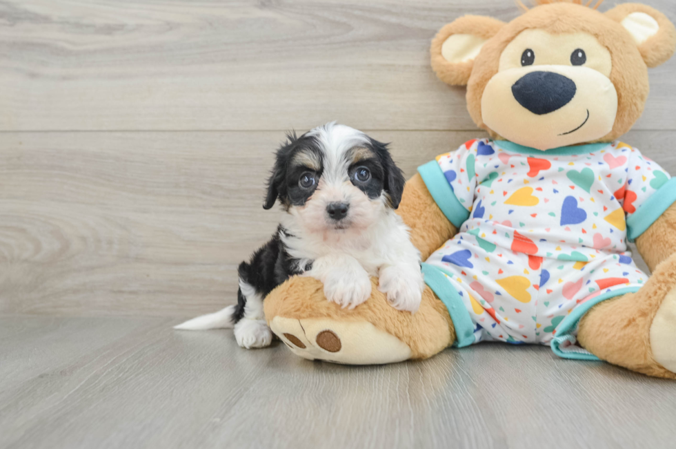 5 week old Cavachon Puppy For Sale - Puppy Love PR