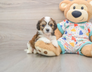 6 week old Cavachon Puppy For Sale - Puppy Love PR