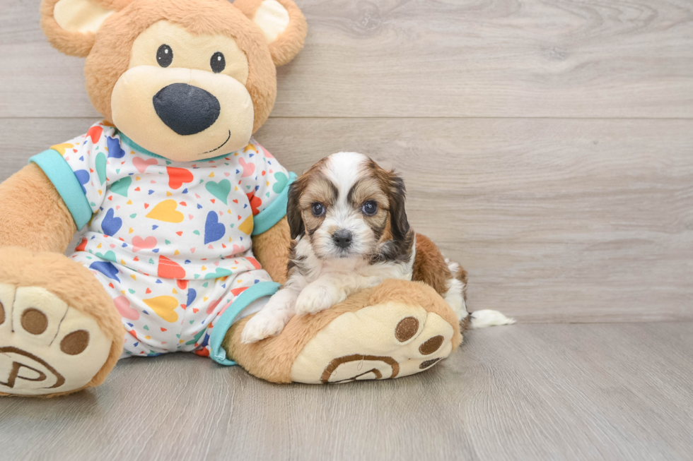 Friendly Cavachon Baby