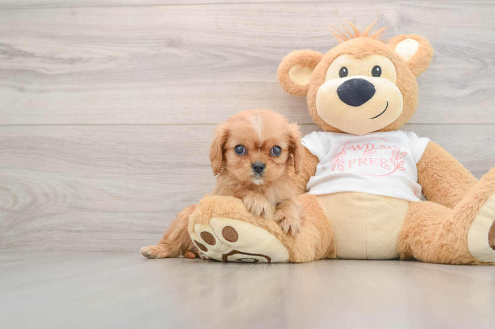 Cute Aussiechon Baby