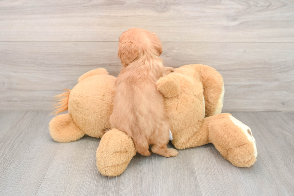 Aussiechon Puppy for Adoption