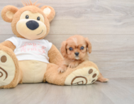 10 week old Cavalier King Charles Spaniel Puppy For Sale - Puppy Love PR