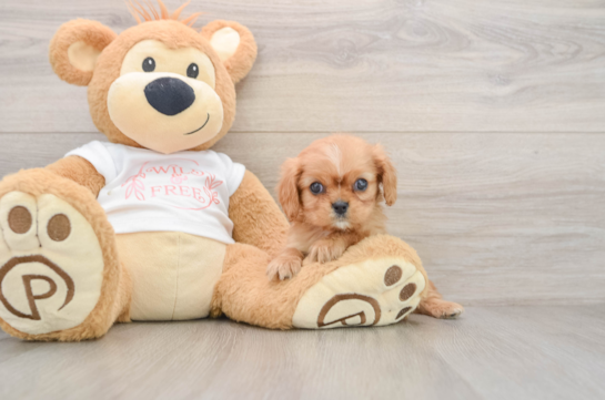 Cute Aussiechon Baby