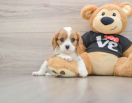 6 week old Cavalier King Charles Spaniel Puppy For Sale - Puppy Love PR