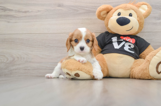 Petite Cavalier Purebred Puppy