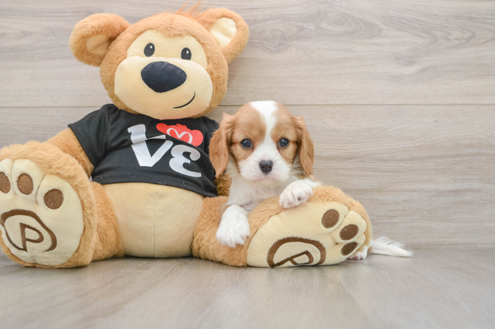 Popular Cavalier King Charles Spaniel Baby