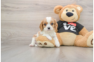 Playful Cavalier King Charles Spaniel Purebred Pup