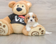 6 week old Cavalier King Charles Spaniel Puppy For Sale - Puppy Love PR
