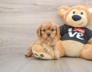 6 week old Cavalier King Charles Spaniel Puppy For Sale - Puppy Love PR