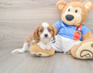 7 week old Cavalier King Charles Spaniel Puppy For Sale - Puppy Love PR