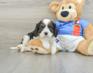 6 week old Cavalier King Charles Spaniel Puppy For Sale - Puppy Love PR