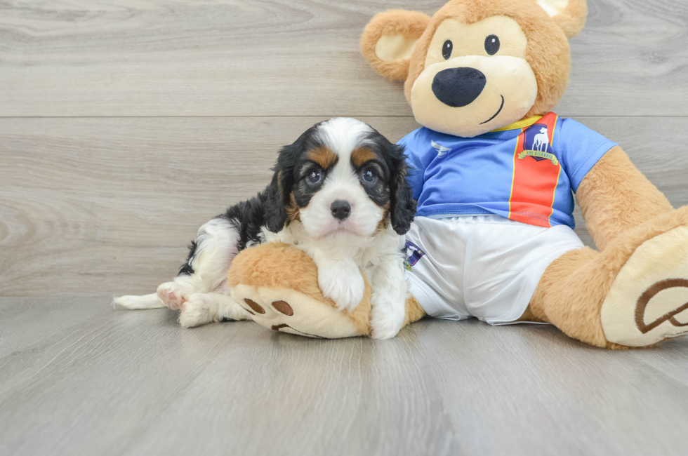 6 week old Cavalier King Charles Spaniel Puppy For Sale - Puppy Love PR