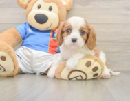 5 week old Cavalier King Charles Spaniel Puppy For Sale - Puppy Love PR