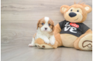 Best Cavalier King Charles Spaniel Baby