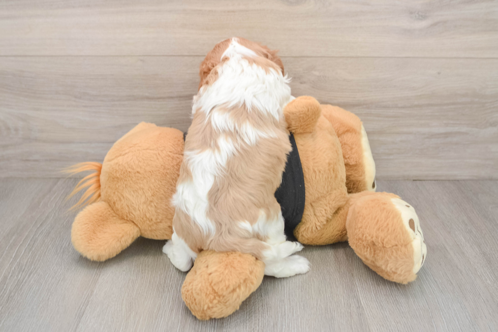 Happy Cavalier Purebred Puppy