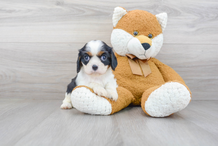 Cute Cavalier King Charles Spaniel Purebred Puppy