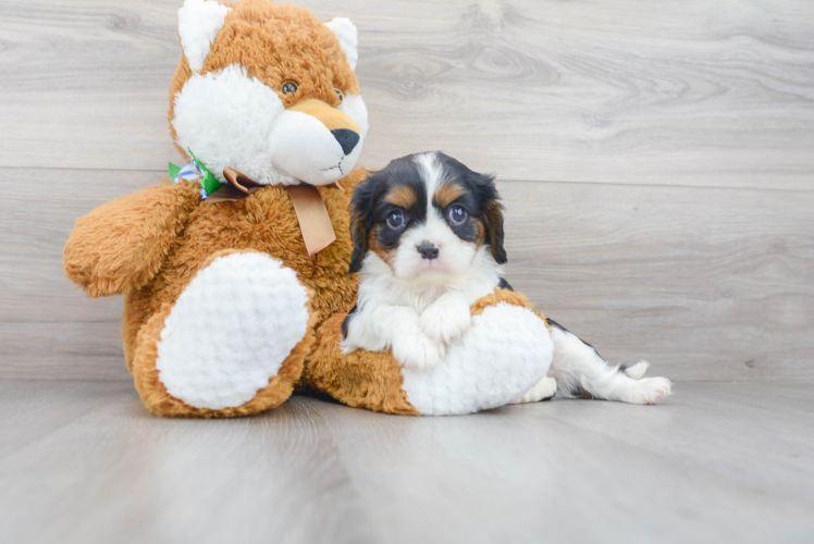Meet Alana - our Cavalier King Charles Spaniel Puppy Photo 1/3 - Puppy Love PR Best Cavalier King Charles Spaniel Baby