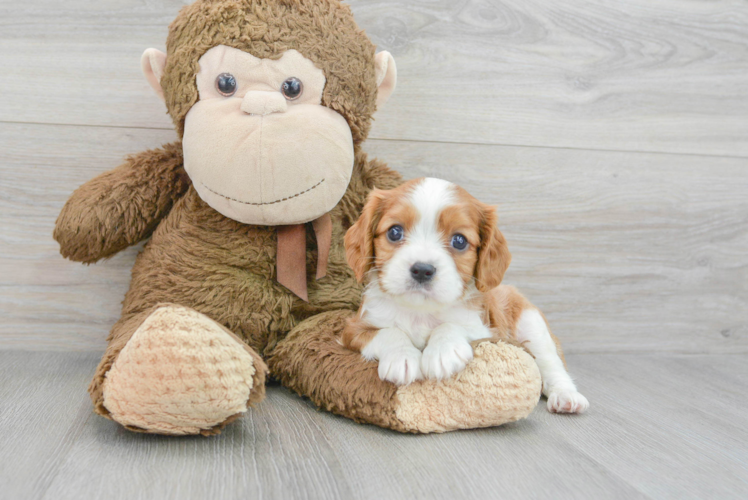 Cavalier King Charles Spaniel Puppy for Adoption