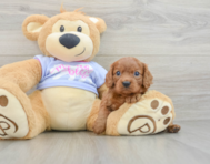 7 week old Cavalier King Charles Spaniel Puppy For Sale - Puppy Love PR