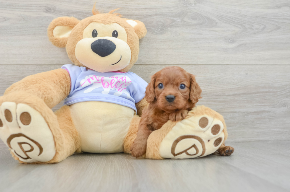 5 week old Cavalier King Charles Spaniel Puppy For Sale - Puppy Love PR