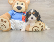 5 week old Cavalier King Charles Spaniel Puppy For Sale - Puppy Love PR