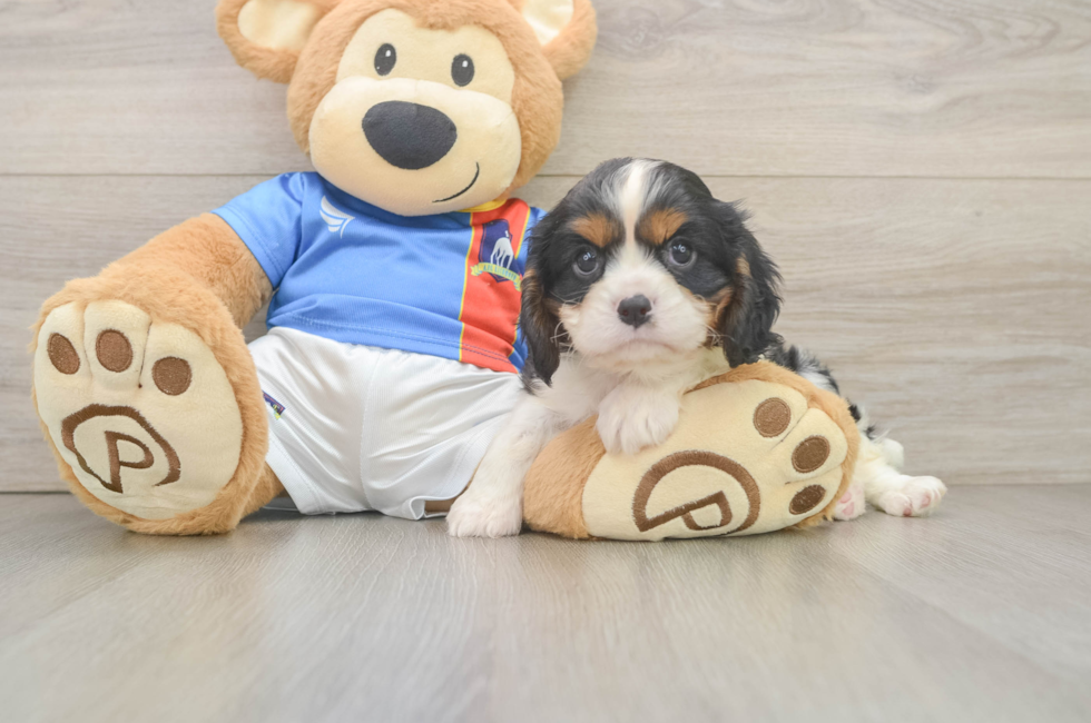 6 week old Cavalier King Charles Spaniel Puppy For Sale - Puppy Love PR