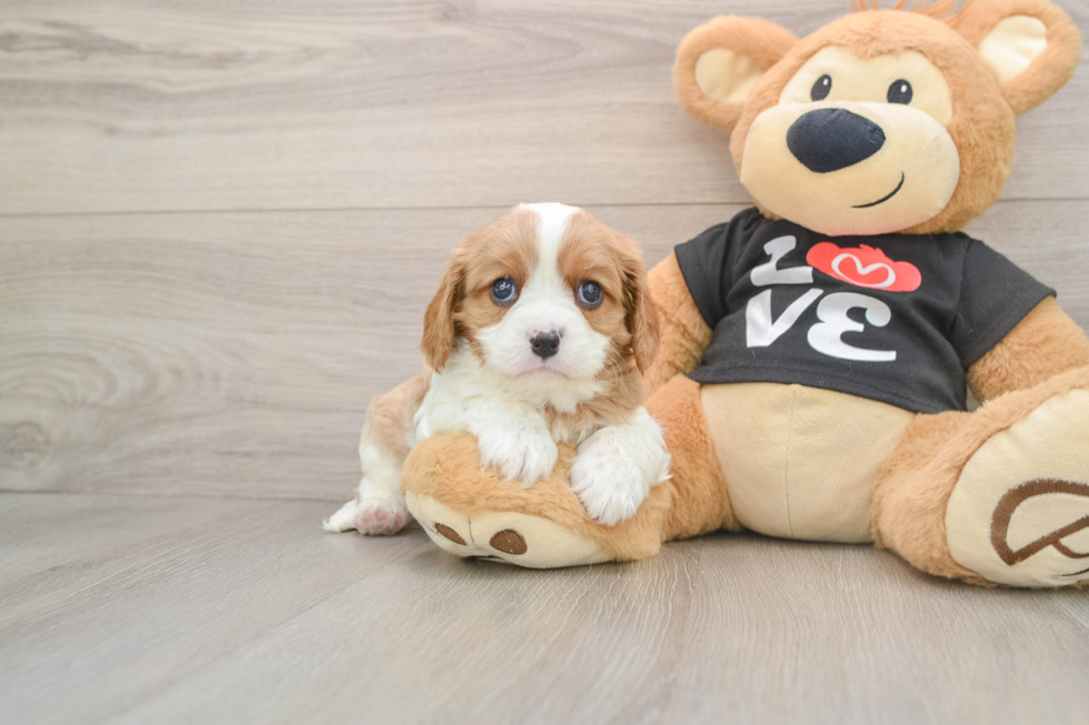 Cavalier King Charles Spaniel Puppy for Adoption