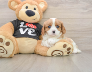 5 week old Cavalier King Charles Spaniel Puppy For Sale - Puppy Love PR
