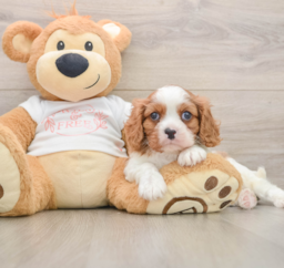 5 week old Cavalier King Charles Spaniel Puppy For Sale - Puppy Love PR