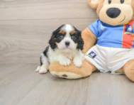 5 week old Cavalier King Charles Spaniel Puppy For Sale - Puppy Love PR