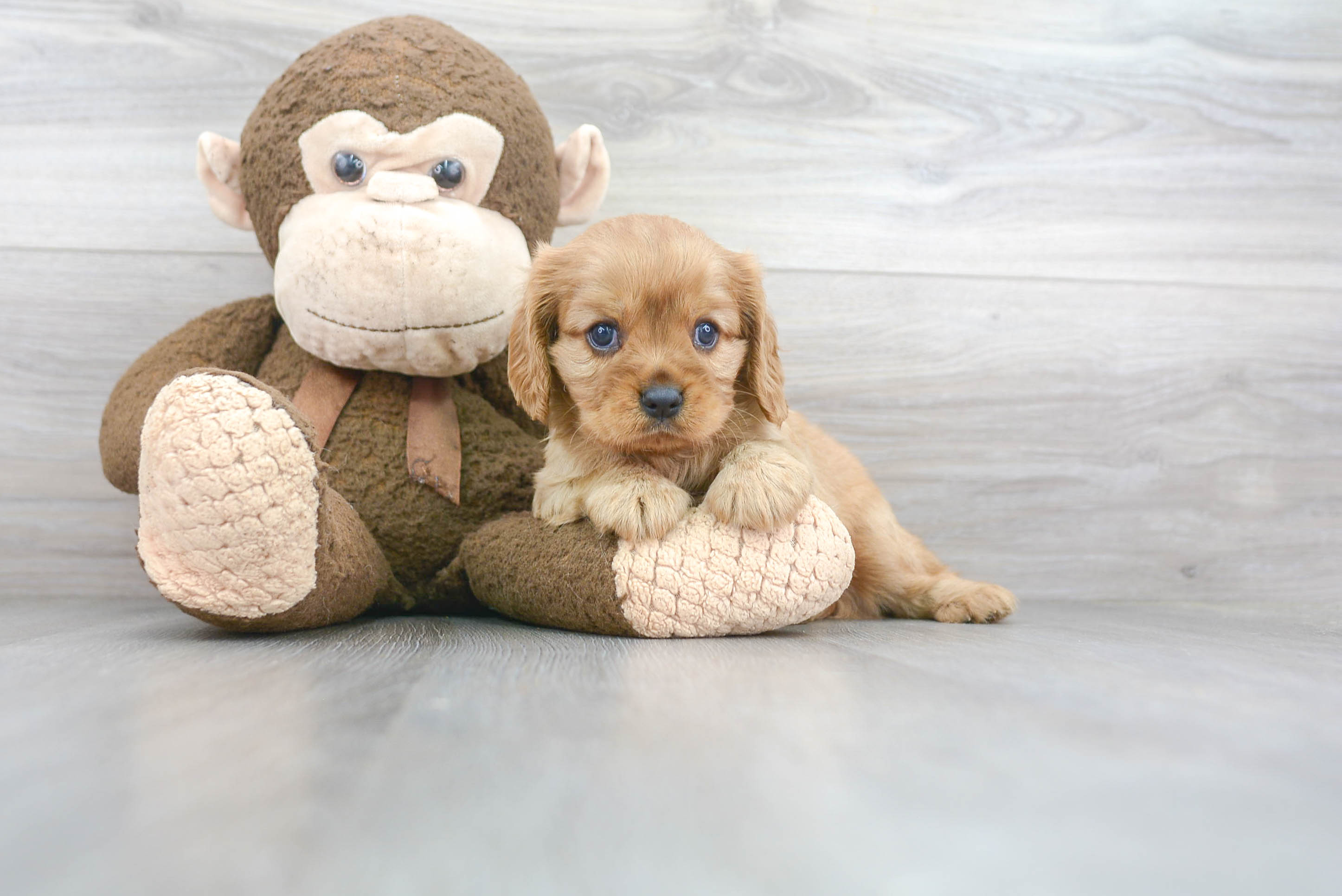 Cavalier King Charles Spaniel Pup Being Cute
