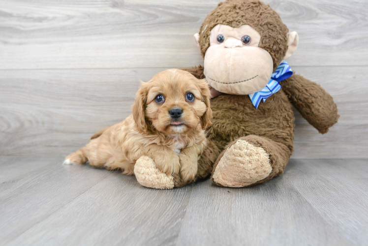 Cute Cavalier King Charles Spaniel Baby