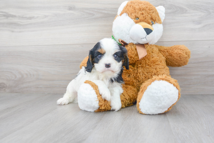 Cute Cavalier King Charles Spaniel Purebred Puppy