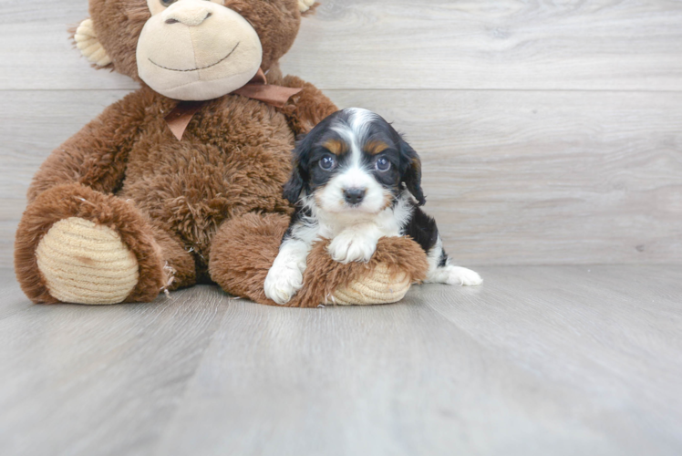Meet Allen - our Cavalier King Charles Spaniel Puppy Photo 1/3 - Puppy Love PR Best Cavalier King Charles Spaniel Baby