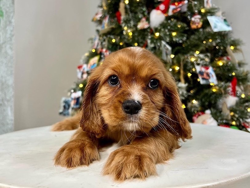 Cute Cavalier King Charles Spaniel Purebred Puppy