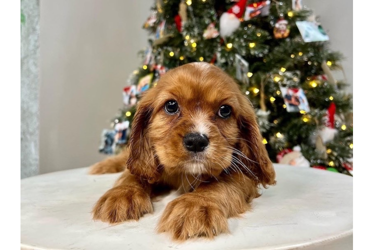 Cute Cavalier King Charles Spaniel Purebred Puppy